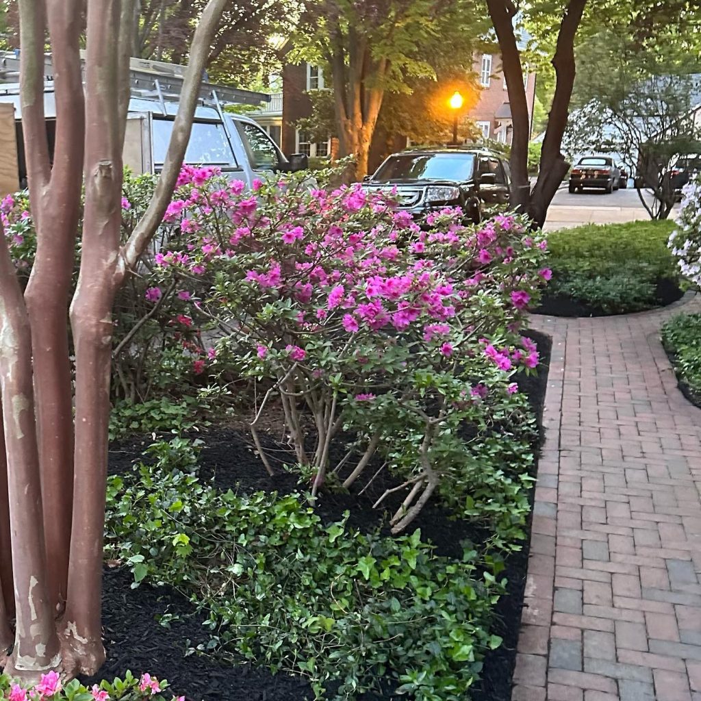 Landscaping | Walkway